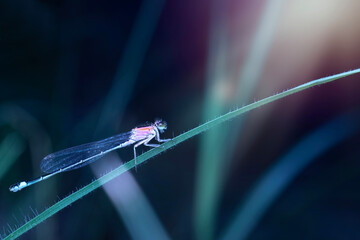 Dragonfly. Macro nature. Nature background. 