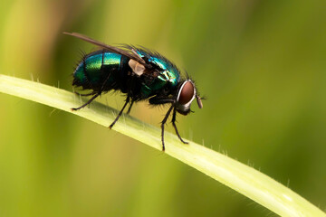 Common green bottle fly. Green nature background. 