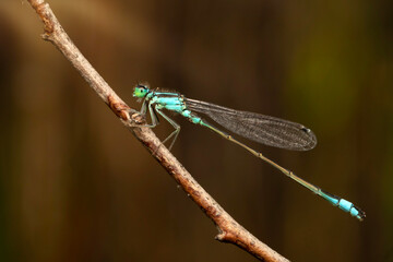 Dragonfly. Macro nature. Nature background. 
