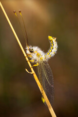 An interesting insect. Bubopsis hamata. Nature background. 