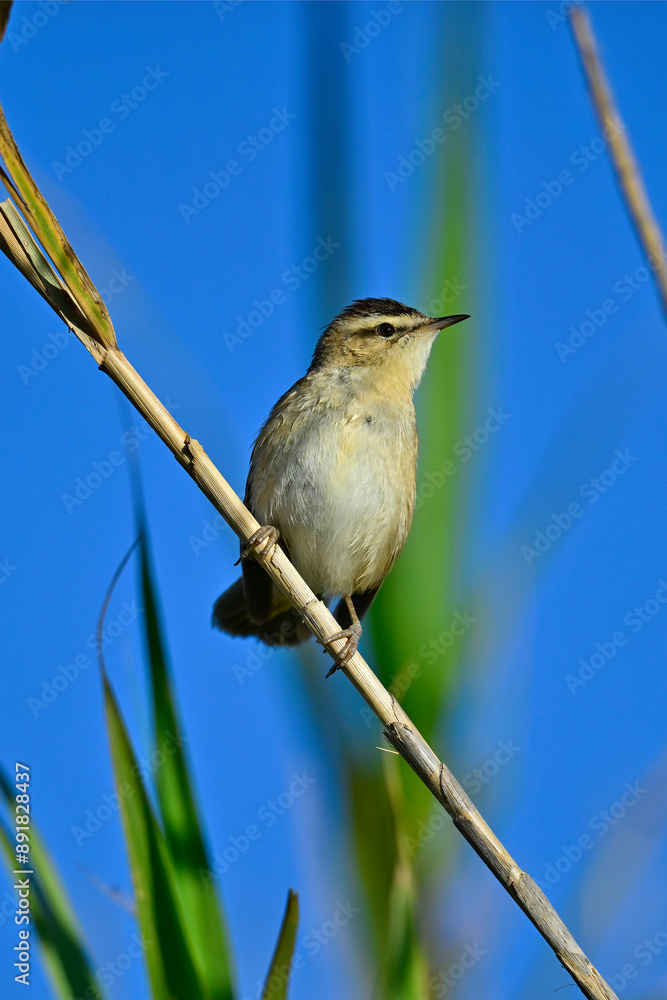 Sticker Sedge warbler // Schilfrohrsänger  (Acrocephalus schoenobaenus)