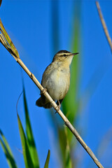 Sedge warbler // Schilfrohrsänger  (Acrocephalus schoenobaenus)