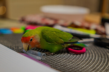 Cute lovebird parrot.pet african parrot.caring for animals.cute video.Funny parrots.Home pet parrot.The best birds.Beautiful photo of a bird.Ornithology.caring for the animal.bird pet.funny photo.  © Daria