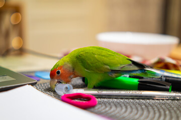 Cute lovebird parrot.pet african parrot.caring for animals.cute video.Funny parrots.Home pet parrot.The best birds.Beautiful photo of a bird.Ornithology.caring for the animal.bird pet.funny photo.  © Daria