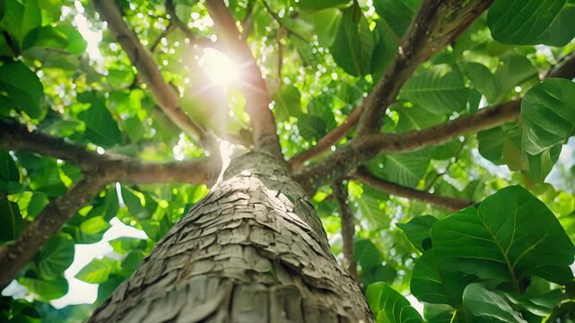 A towering ficus tree stands tall its glossy leaves stretching towards the ceiling and providing shade for the surrounding plants.