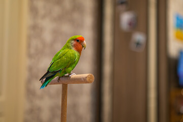 Cute lovebird parrot.pet african parrot.caring for animals.cute video.Funny parrots.Home pet parrot.The best birds.Beautiful photo of a bird.Ornithology.caring for the animal.bird pet.funny photo.
