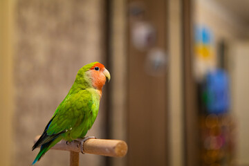 Cute lovebird parrot.pet african parrot.caring for animals.cute video.Funny parrots.Home pet parrot.The best birds.Beautiful photo of a bird.Ornithology.caring for the animal.bird pet.funny photo.  © Daria