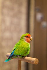Cute lovebird parrot.pet african parrot.caring for animals.cute video.Funny parrots.Home pet parrot.The best birds.Beautiful photo of a bird.Ornithology.caring for the animal.bird pet.funny photo.

