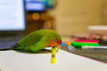Cute lovebird parrot.pet african parrot.caring for animals.cute video.Funny parrots.Home pet parrot.The best birds.Beautiful photo of a bird.Ornithology.caring for the animal.bird pet.funny photo.  © Daria