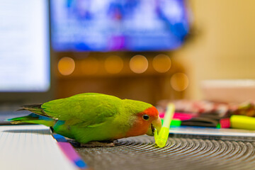 Cute lovebird parrot.pet african parrot.caring for animals.cute video.Funny parrots.Home pet parrot.The best birds.Beautiful photo of a bird.Ornithology.caring for the animal.bird pet.funny photo.  © Daria