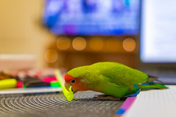 Cute lovebird parrot.pet african parrot.caring for animals.cute video.Funny parrots.Home pet parrot.The best birds.Beautiful photo of a bird.Ornithology.caring for the animal.bird pet.funny photo.  © Daria