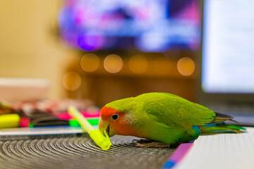 Cute lovebird parrot.pet african parrot.caring for animals.cute video.Funny parrots.Home pet parrot.The best birds.Beautiful photo of a bird.Ornithology.caring for the animal.bird pet.funny photo.  © Daria