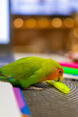 Cute lovebird parrot.pet african parrot.caring for animals.cute video.Funny parrots.Home pet parrot.The best birds.Beautiful photo of a bird.Ornithology.caring for the animal.bird pet.funny photo.  © Daria