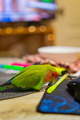 Cute lovebird parrot.pet african parrot.caring for animals.cute video.Funny parrots.Home pet parrot.The best birds.Beautiful photo of a bird.Ornithology.caring for the animal.bird pet.funny photo.  © Daria