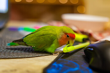Cute lovebird parrot.pet african parrot.caring for animals.cute video.Funny parrots.Home pet parrot.The best birds.Beautiful photo of a bird.Ornithology.caring for the animal.bird pet.funny photo.  © Daria