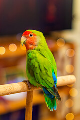 Cute lovebird parrot.pet african parrot.caring for animals.cute video.Funny parrots.Home pet parrot.The best birds.Beautiful photo of a bird.Ornithology.caring for the animal.bird pet.funny photo.  © Daria