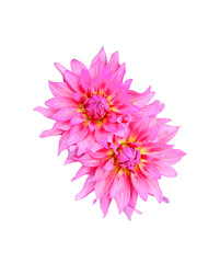 Dahlia flower isolated.
