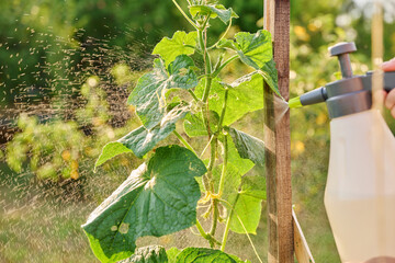 Close up gardener with sprayer spraying cucumber plants, protection from fungal diseases