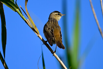 Schilfrohrsänger // Sedge warbler (Acrocephalus schoenobaenus)