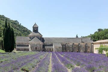 Abbey of Senanque and blooming rows lavender flowers in Provence, France