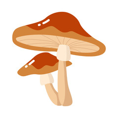 mushroom isolated on white