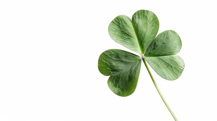 Single Green Clover Leaf Isolated on White Background
