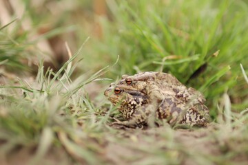 Toads congregate during mating session.
