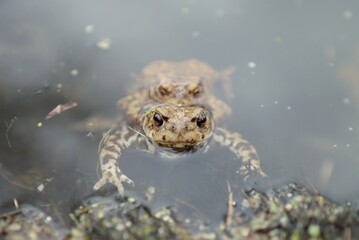 Toads congregate during mating session.