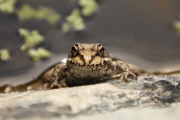 A common frog lies on a stone by the water.