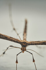 Details of a Feather Moth on a white wall (Pterophoridae)
