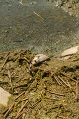 dead fish lying on the dirty shore of Baltic Sea . High quality photo