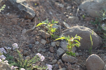 Chaste Tree (Vitex) Growing from Dry Soil and Stones
