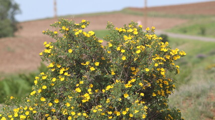 Obraz premium Yellow Flowers on a Shrub in a Dry Field with Mountains in the Background