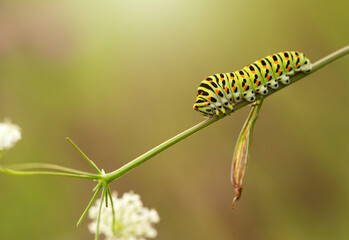 Fototapeta premium Gąsienica pazia królowej ( Papilio machaon ) na kwiatach Marchwi zwyczajnej.