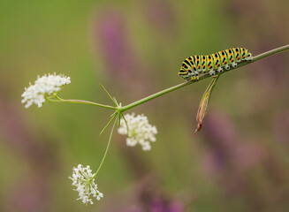 Gąsienica pazia kr&oacute;lowej ( Papilio machaon ) na kwiatach Marchwi zwyczajnej.