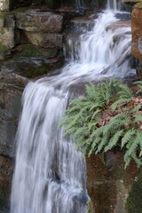 Waterfall in an green forest with ferns