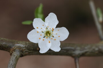 blackthorn flower in early spring