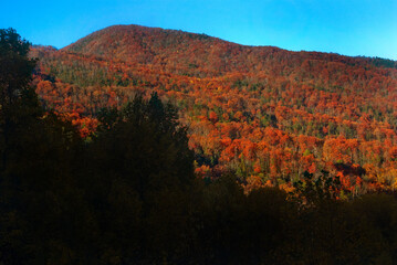 Fall foliage in Great Smoky Mountains National Park near Cumberland Gap in Tennessee