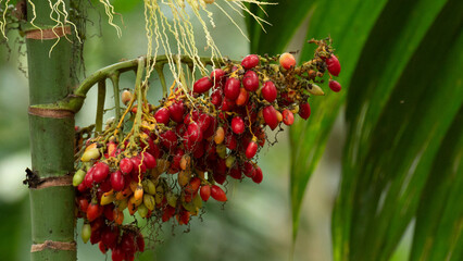 Betel palm fruit on tree in the garden, kerala, India