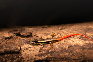Closeup of a The Common Dotted Garden Skink on a tree trunk in the rainforest