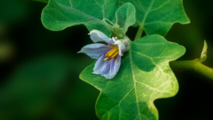 Purple eggplant flower head in garden,blur background