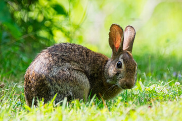 Baby bunny in  a meadow.