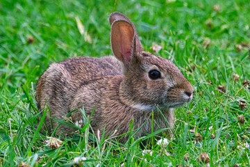 Closeup of a baby rabbit.