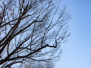 幹と枝だけの樹木。