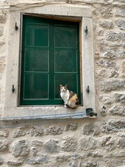 A cat sits by the window in Kotor, Montenegro.