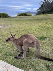 Wild kangaroo on Pebbly Beach, Australia.