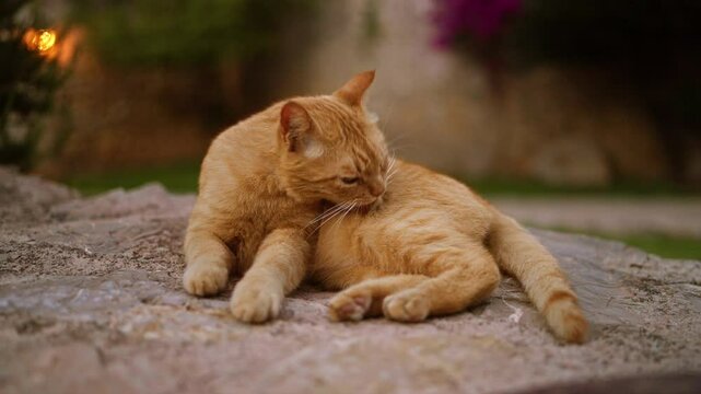 Ginger cat licking its fur while lounging on a stone surface in an outdoor garden setting at dusk