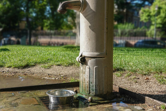 water bowl for animals in the park and dogs on a walk