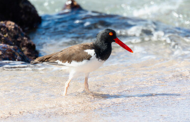 American Oystercatcher (Haematopus palliatus) Foraging on a Sandy Beach in Mexico