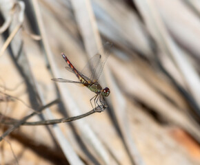 Red-Mantled Dragonlet (Erythrodiplax fervida) Perched on a Twig in Mexico